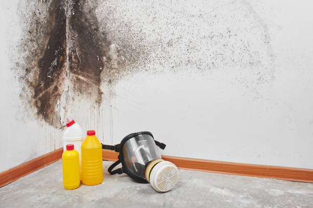 Best Residential Mold Remediation in Piney Point Village, TX