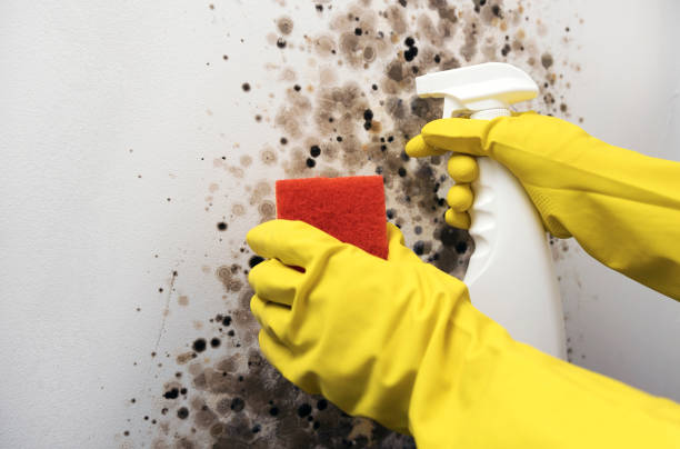 Best Black Mold Remediation in Piney Point Village, TX