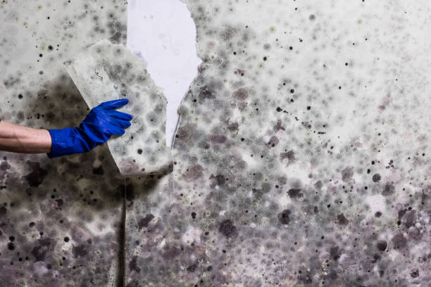 Best Commercial Mold Remediation in Piney Point Village, TX