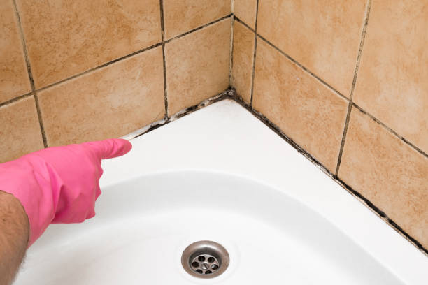 Best Mold Testing and Inspection Services in Piney Point Village, TX